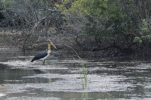 Lesser Adjutant