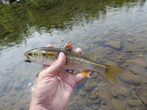 Mountain Mullet