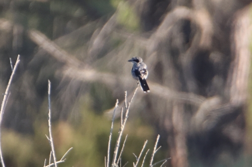 Iberian Grey Shrike
