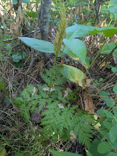 rattlesnake fern