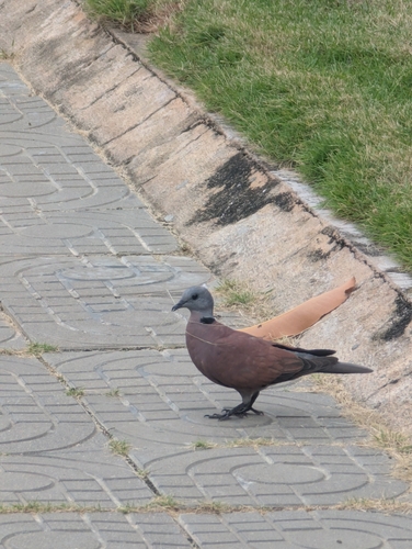 Red Collared-Dove