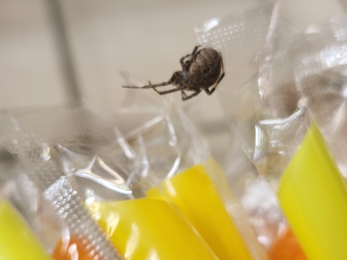 Brown Sailor Spider