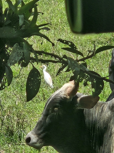 Western Cattle-Egret