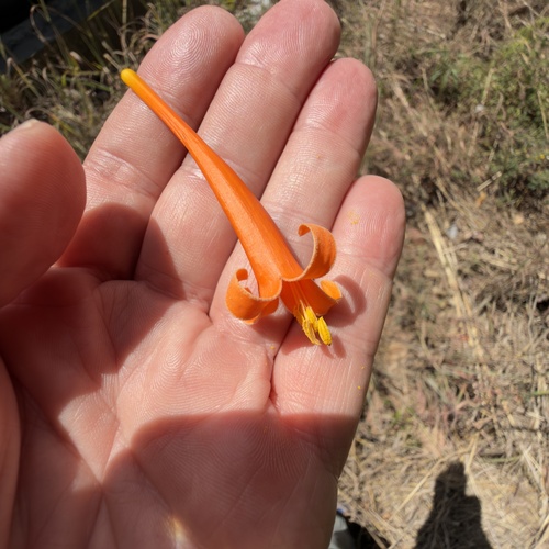 Flame vine