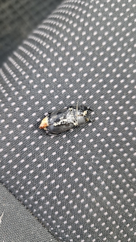 Lesser Stag Beetle