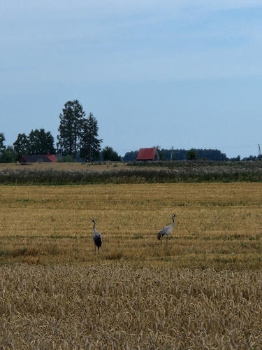 Common Crane