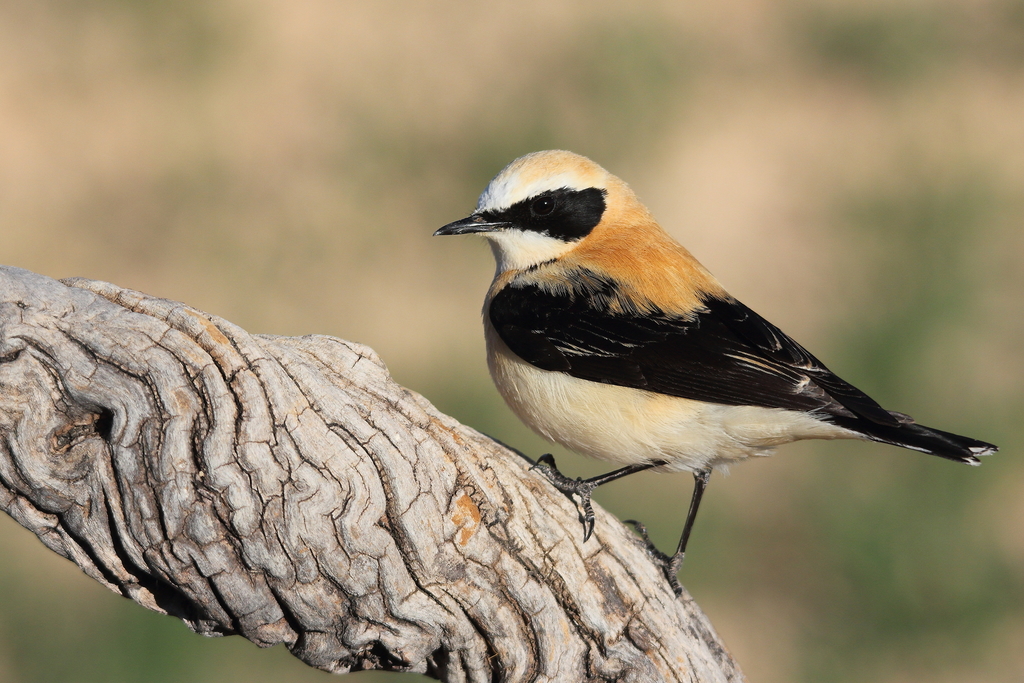 Western Black-eared Wheatear photo