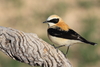 Western Black-eared Wheatear - Photo (c) Carlos N. G. Bocos, all rights reserved, uploaded by Carlos N. G. Bocos
