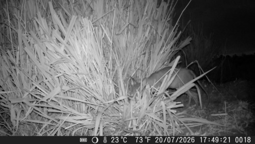 Crab-eating Fox