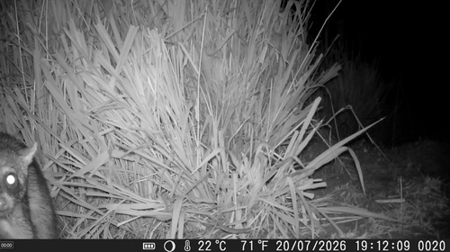 Northern Crab-eating Raccoon