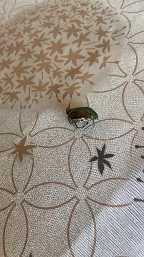 European Rose Chafer