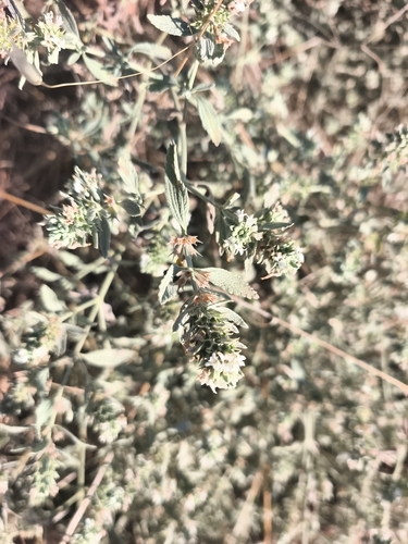branched horehound