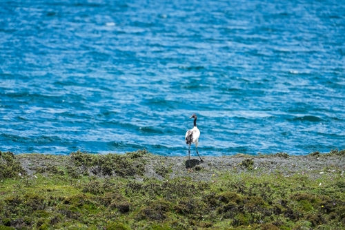 Black-necked Crane