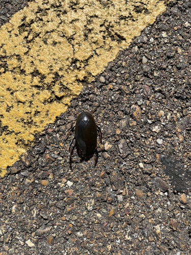 Giant Water Scavenger Beetle