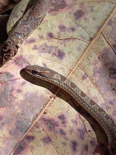 Spotted Ground-snake
