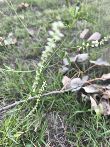 White Sweetclover