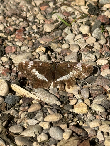 Eurasian White Admiral