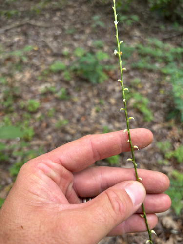 American jumpseed