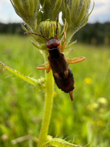 European Earwig