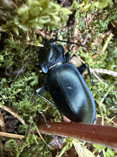smooth ground beetle
