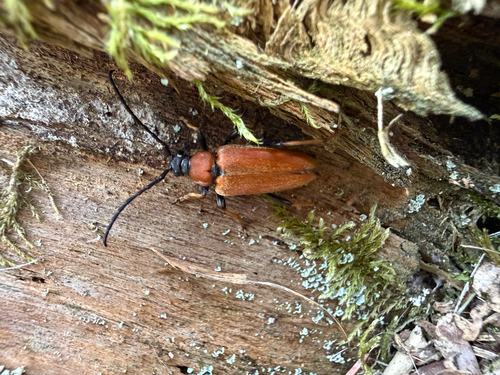 Red Pine Longhorn Beetle