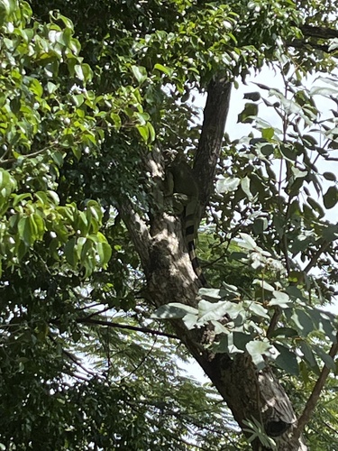 Green Iguana