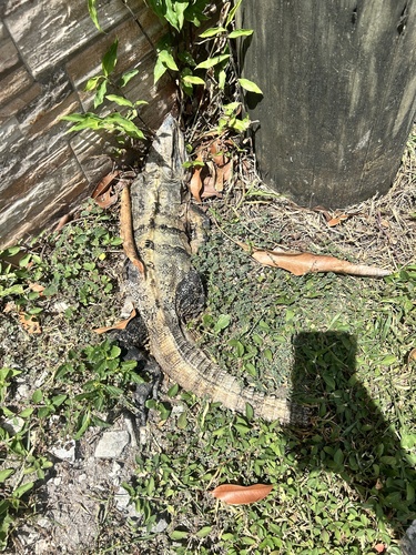 Black Spiny-tailed Iguana