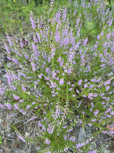 common heather