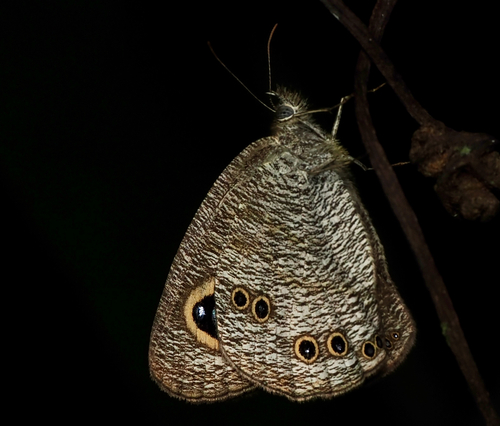 Malayan Five-Ring