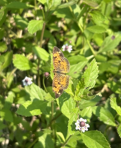 Pearl Crescent