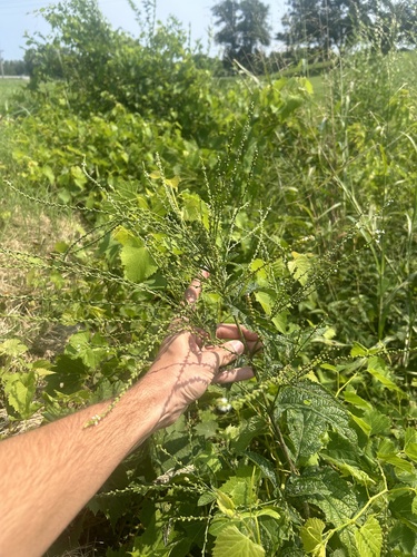 white vervain