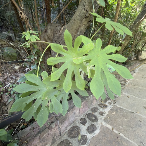 Pumpwood