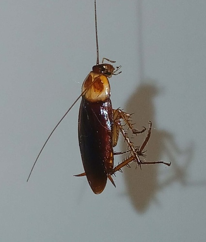 American Cockroach