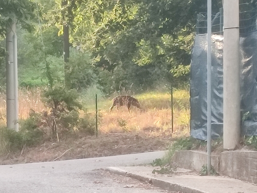 Wild Boar