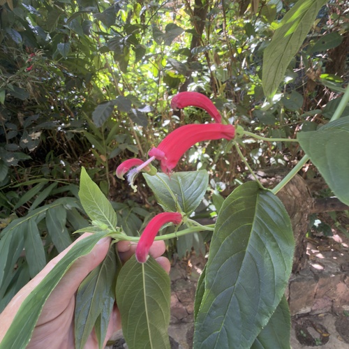 Centropogon cornutus