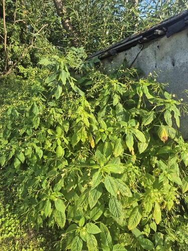 small balsam