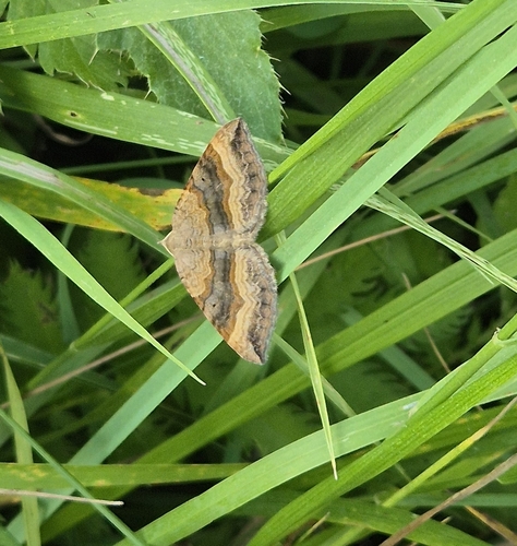 Shaded Broad-bar