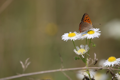 Small Copper