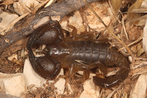 Scorpio fuscus