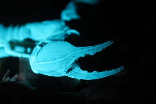Jericho Scorpion