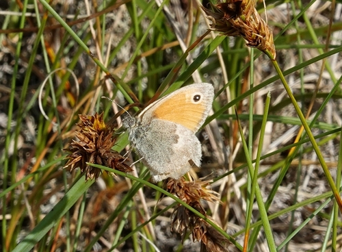 Small Heath