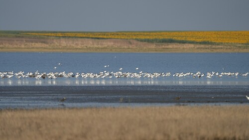 Pied Avocet