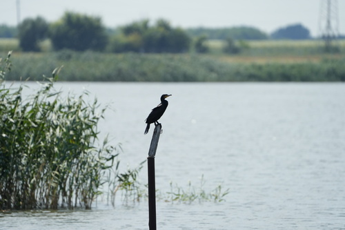 Great Cormorant