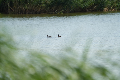 Great Crested Grebe