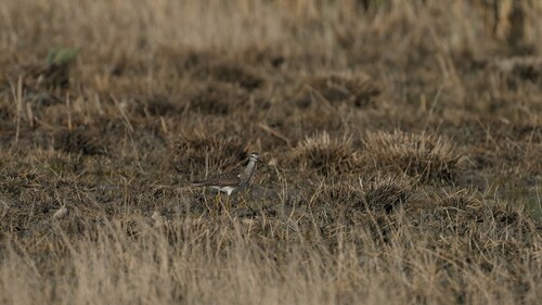 Wood Sandpiper