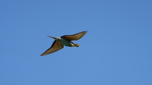European Bee-eater