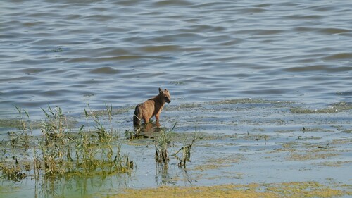 Golden Jackal