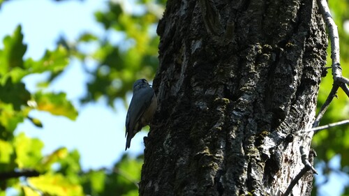 Eurasian Nuthatch