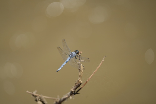 Southern Skimmer