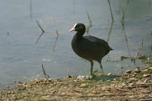 Eurasian Coot